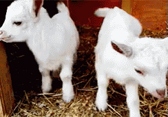 Baby Goat GIF