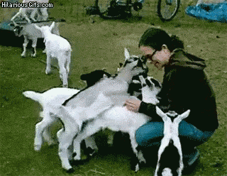 Baby Goat GIF