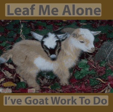 Baby Goat Goat Images Meme