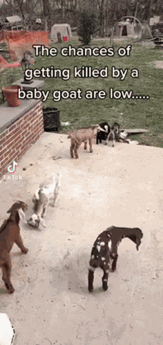 Baby Goat Goat Murder GIF