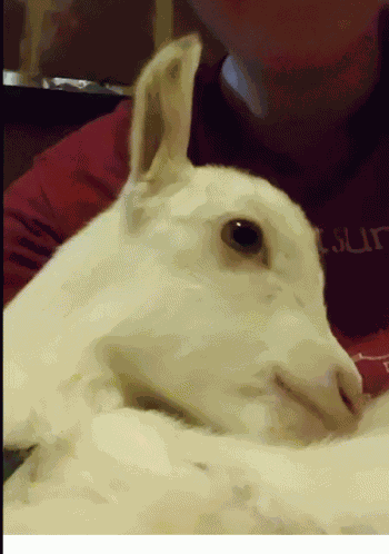 Baby Goat GIF