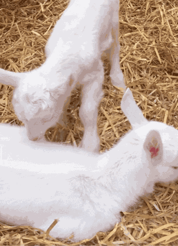 Baby Goat Sleep GIF