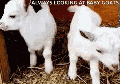 Baby Goats Always Looking At Baby Goat GIF