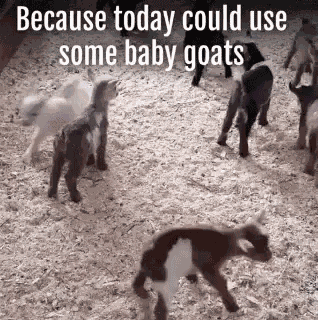 Baby Goats GIF