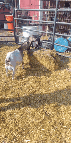 Baby Goats Zoomies GIF