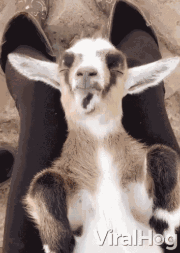 Baby Nigerian Dwarf Goat Napping GIF