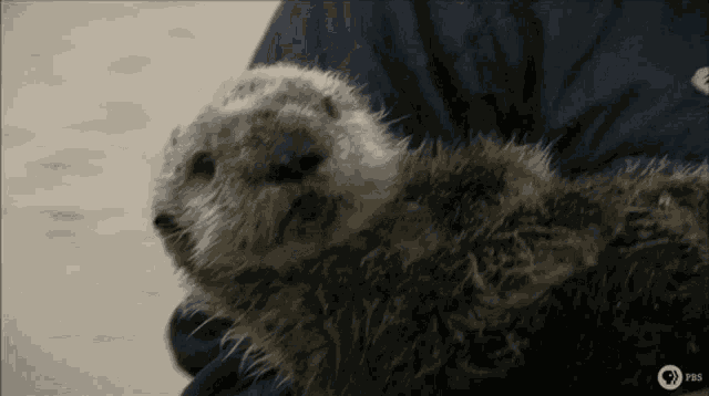 Baby Otter Otter GIF
