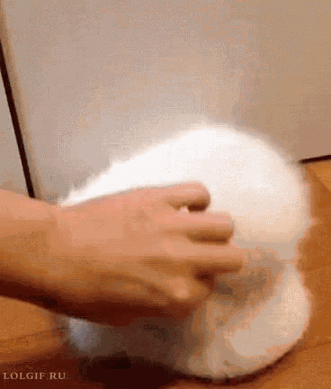 Baby Owls Animals GIF