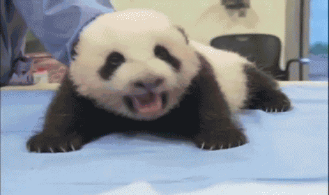 Baby Panda GIF