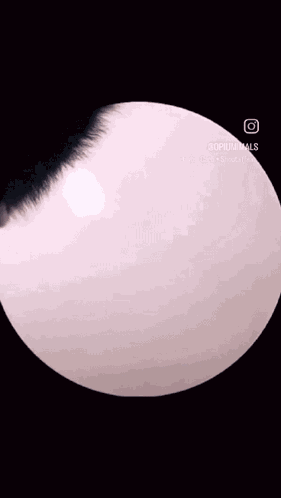 Baby Raccoon Dancing Animal GIF