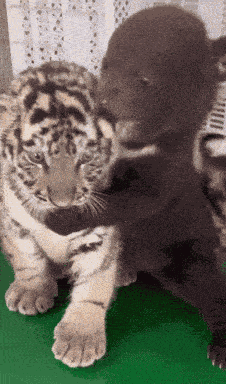 Baby Tiger Bear Munch GIF