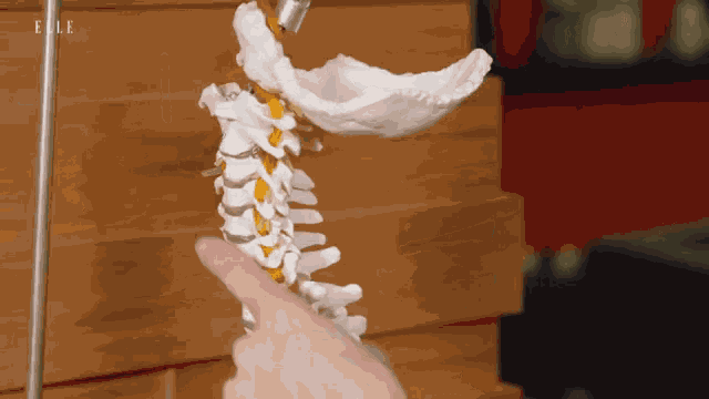 Backbone Spinal Column GIF