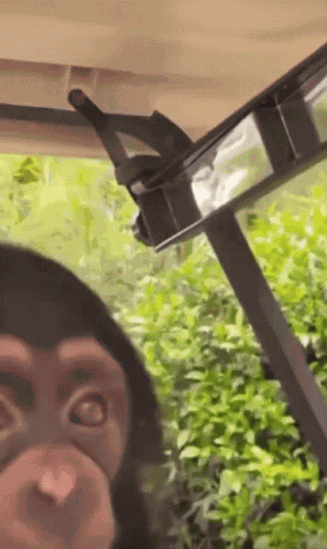 Backtoyourlovin Monkey GIF