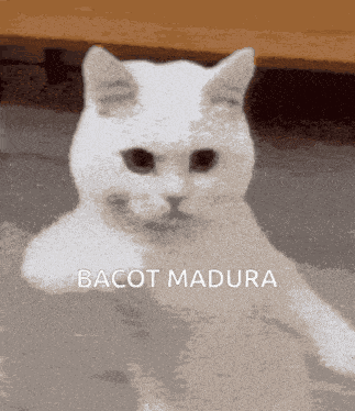 Bacot Madura GIF