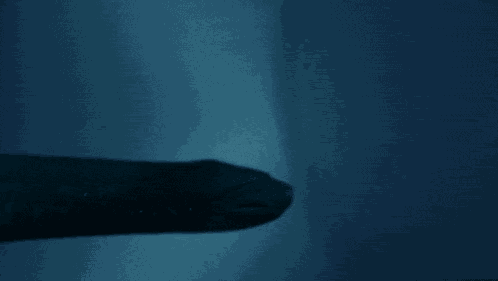 Bad Movies Rule Bmr GIF