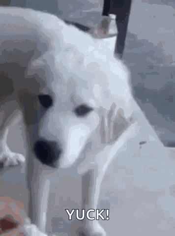 Bad Taste Yuck GIF