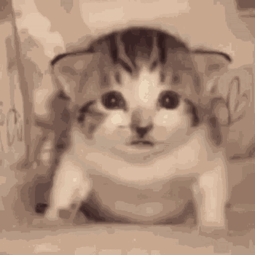 Baffled Cat GIF