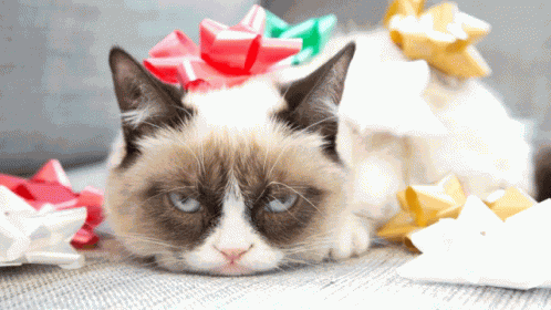 Bah Humbug Grump Cat GIF