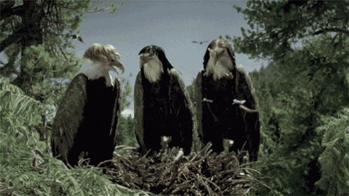 Bald Eagles GIF