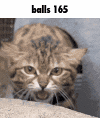Balls 165 GIF