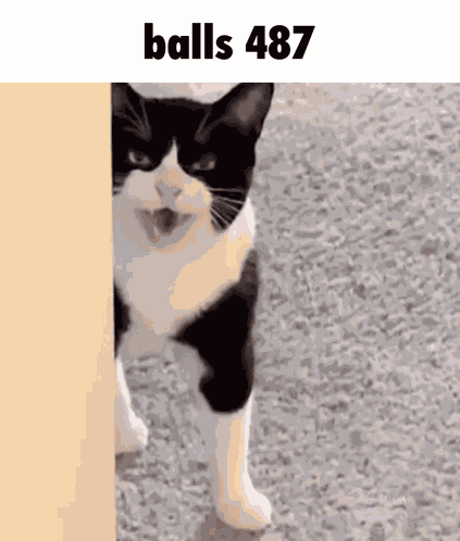 Balls 487 GIF