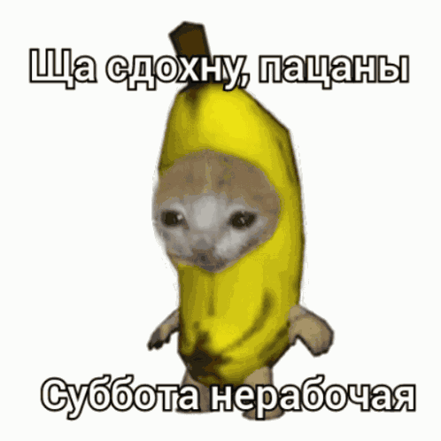 Banana Cat Gromycat GIF
