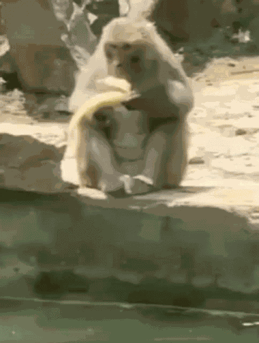 Banana GIF