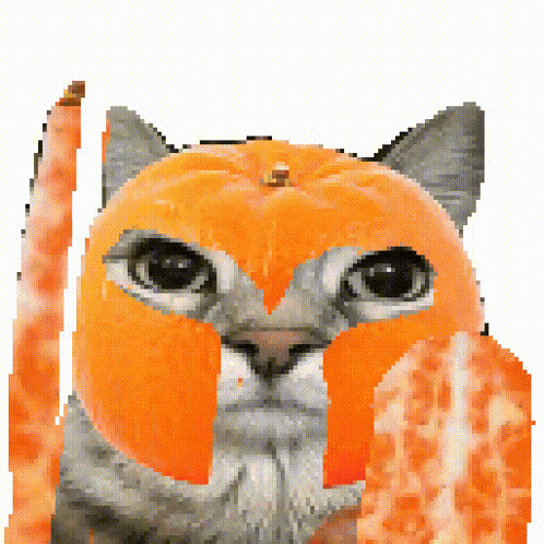 Bang Shield Orange Cat Bang Shield GIF