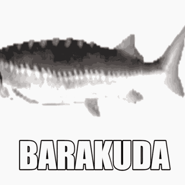Barakuda Koflon GIF