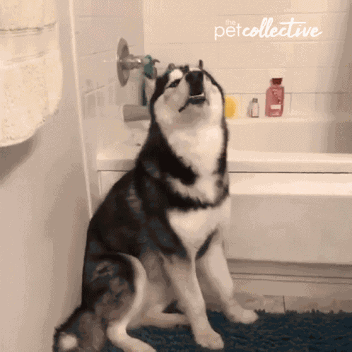 Barking Howling GIF
