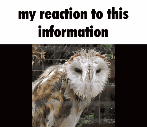 Barn Owl Wet GIF
