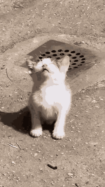 Bask In The Sun Cat GIF