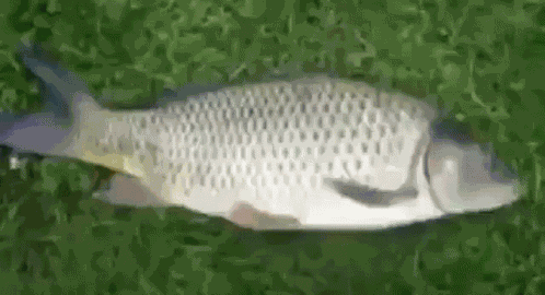 Bass Fish GIF