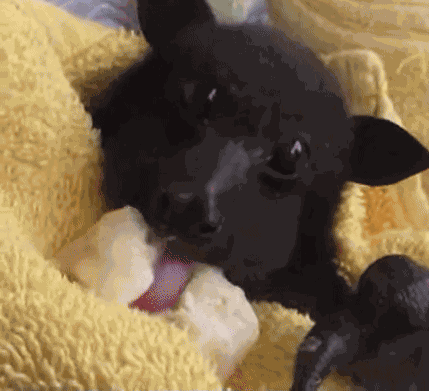 Bat Baby Bat GIF