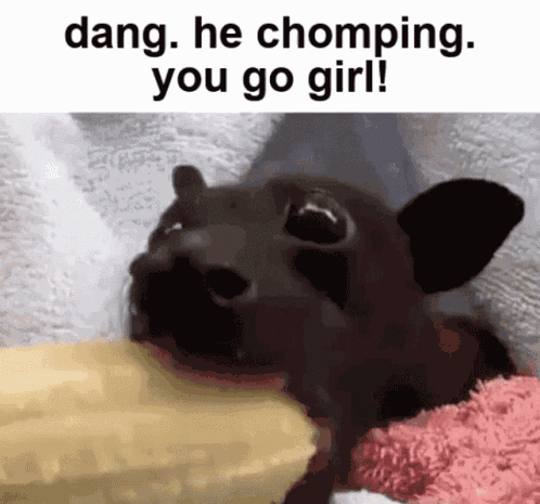 Bat Baby Bat GIF