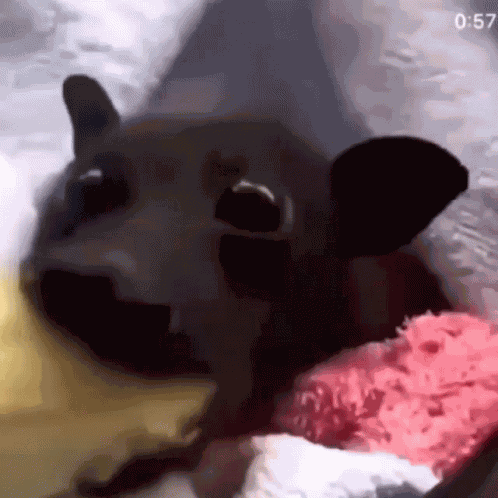 Bat Banana GIF