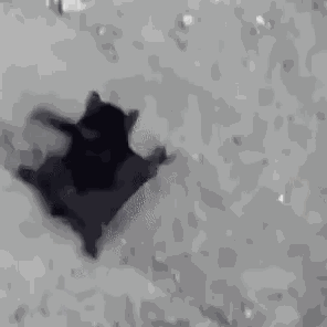 Bat Bat Crawling GIF