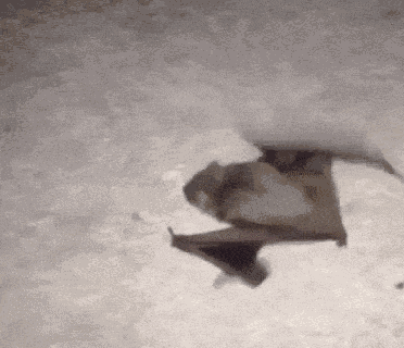 Bat Bat Walk GIF
