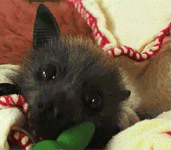 Bat Bat GIF