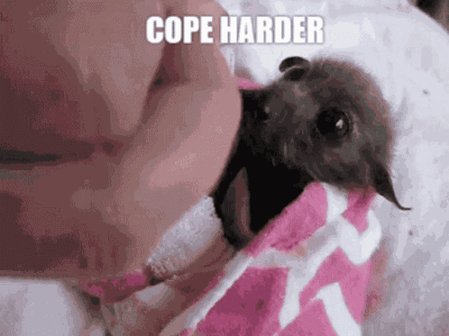 Bat Bats GIF