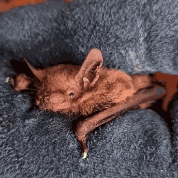 Bat Brown Bat GIF