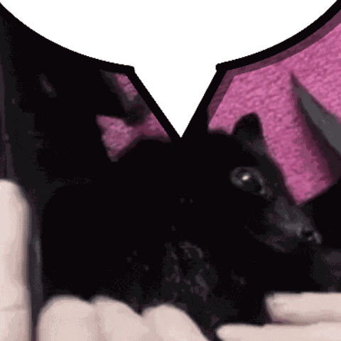 Bat Chat GIF