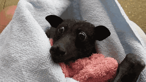 Bat Chomp GIF