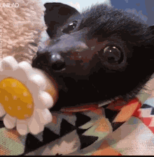 Bat Cute Bat GIF