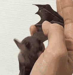 Bat Cute Bat GIF