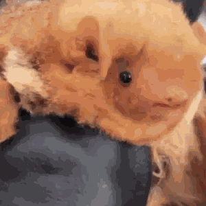 Bat Cute Bat GIF