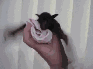 Bat Cute GIF