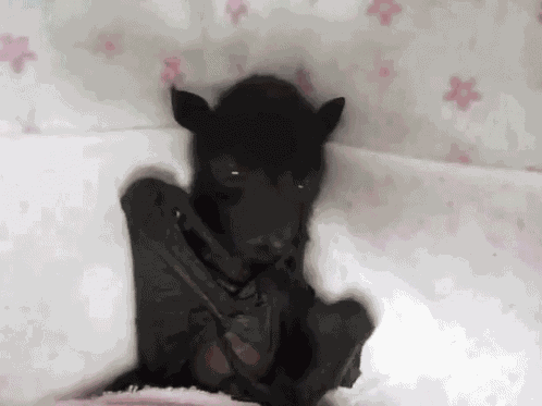Bat Cute GIF