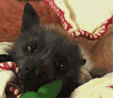 Bat Cute GIF