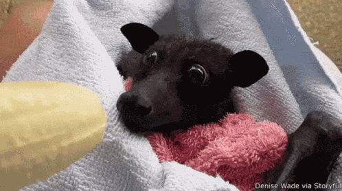 Bat Cute GIF